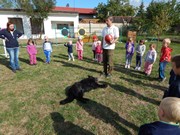 Sorbon - pes fotbalista